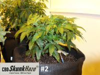 cbd2 (2).JPG cbd2 (2).JPG