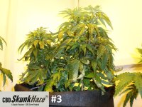 cbd3 (2).JPG cbd3 (2).JPG