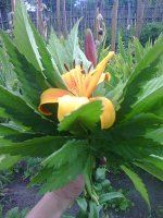 Photo0332.jpg