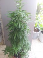 20170702_180837.jpg