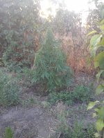20170702_202242.jpg