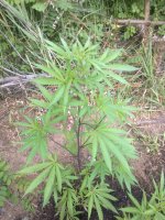 Фото1129.jpg