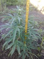 20170705_071340.jpg