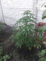 cEHAGmDjxM8_501x668.jpg