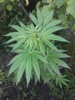 JHjpUW3Gack (1)_501x668.jpg