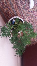 20170709_164940.jpg