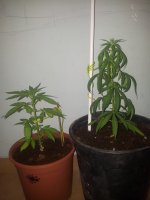 20170709_180150.jpg