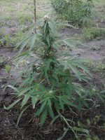 20170710_045117.jpg