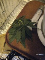 IMG_2336.JPG
