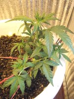 IMG_2335.JPG