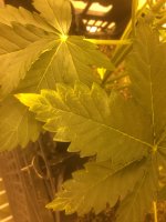 IMG_0152.jpg