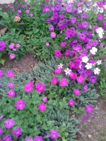 20170713_181132.jpg