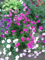 20170713_181144.jpg