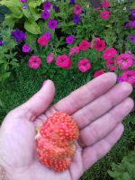 20170713_181321.jpg