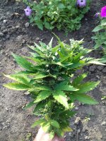 20170716_180714.jpg