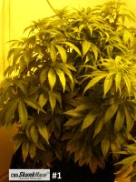 cbd1.JPG cbd1.JPG