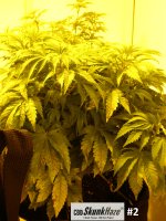 cbd2.JPG cbd2.JPG