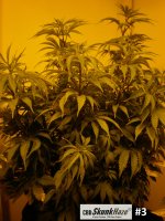 cbd3.JPG cbd3.JPG