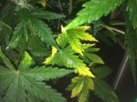 IMG_0162.JPG