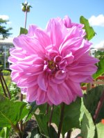 IMG_0731.JPG