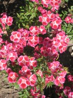 IMG_0742.JPG