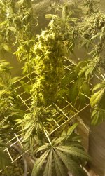 IMAG0256.jpg