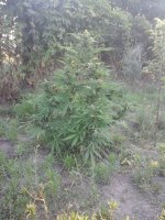 20170720_054736.jpg