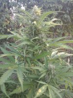 20170720_054825.jpg