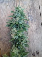 20170720_060449.jpg