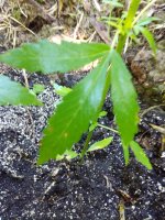 IMG_20170721_172012.jpg