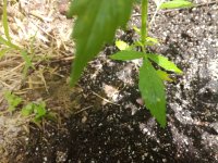IMG_20170712_122051.jpg