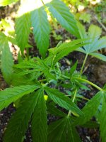 IMG_20170721_172327_1.jpg