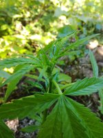 IMG_20170721_172308.jpg