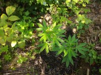 IMG_20170721_171202.jpg