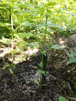 IMG_20170721_171411.jpg