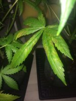 IMG-20170721-WA0002.jpg