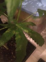 IMG-20170721-WA0001.jpg