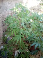 IMG_20170715_183007.jpg