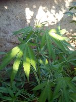 IMG_20170715_183012.jpg