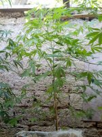 IMG_20170715_183140.jpg