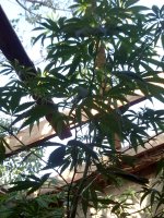 IMG_20170715_183153.jpg