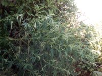 IMG_20170715_184120.jpg