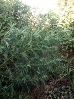 IMG_20170715_184126.jpg
