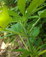 IMG_20170724_134158.jpg
