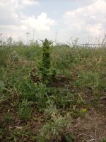 IMG_20170726_133254.jpg