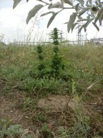 IMG_20170726_133250.jpg