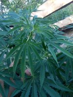 IMG_20170720_190057.jpg
