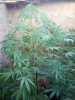 IMG_20170720_190128.jpg