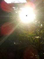 IMG_20170720_190308.jpg