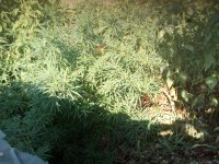 IMG_20170725_172633.jpg
